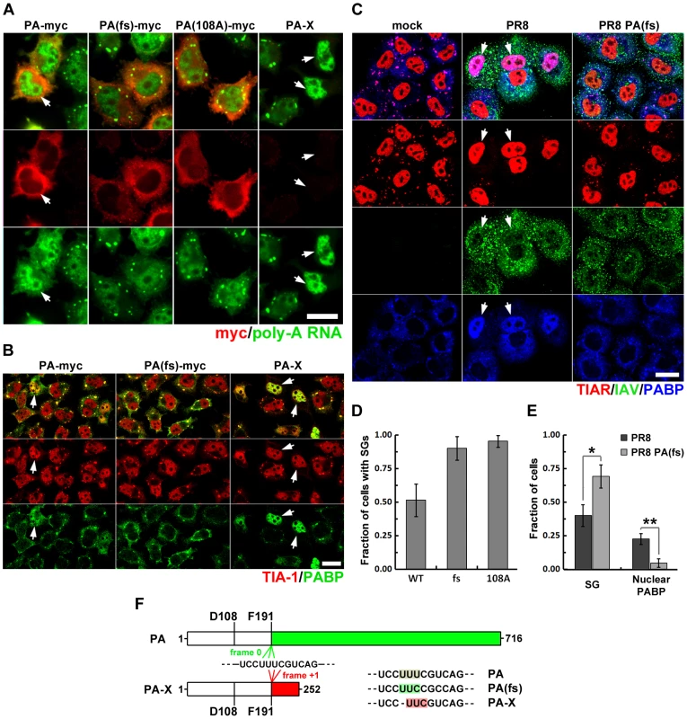 Viral PA-X protein participates in SG inhibition by depleting host cytoplasmic mRNAs.