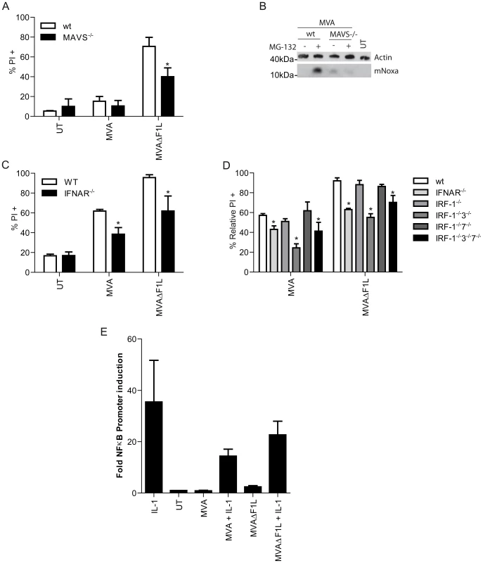 IRF3 induced activation of Noxa is dependent on MAVS and IFN-I-signaling.