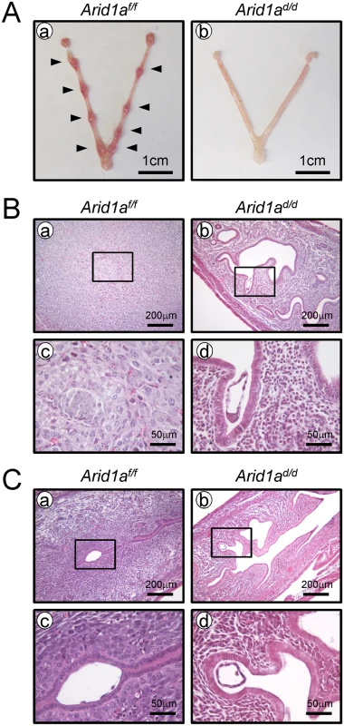 A failure of implantation in <i>Arid1a</i><sup><i>d/d</i></sup> mice.