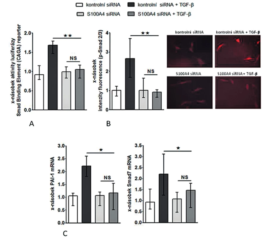 Inhibice S100A4 pomocí siRNA tlumí stimulační účinky TGF-ß na Smad signální kaskádu.