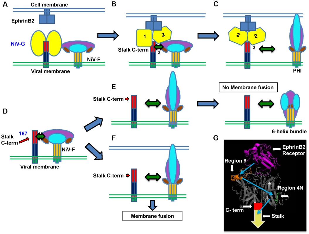 Mechanistic model of henipavirus membrane fusion triggering.