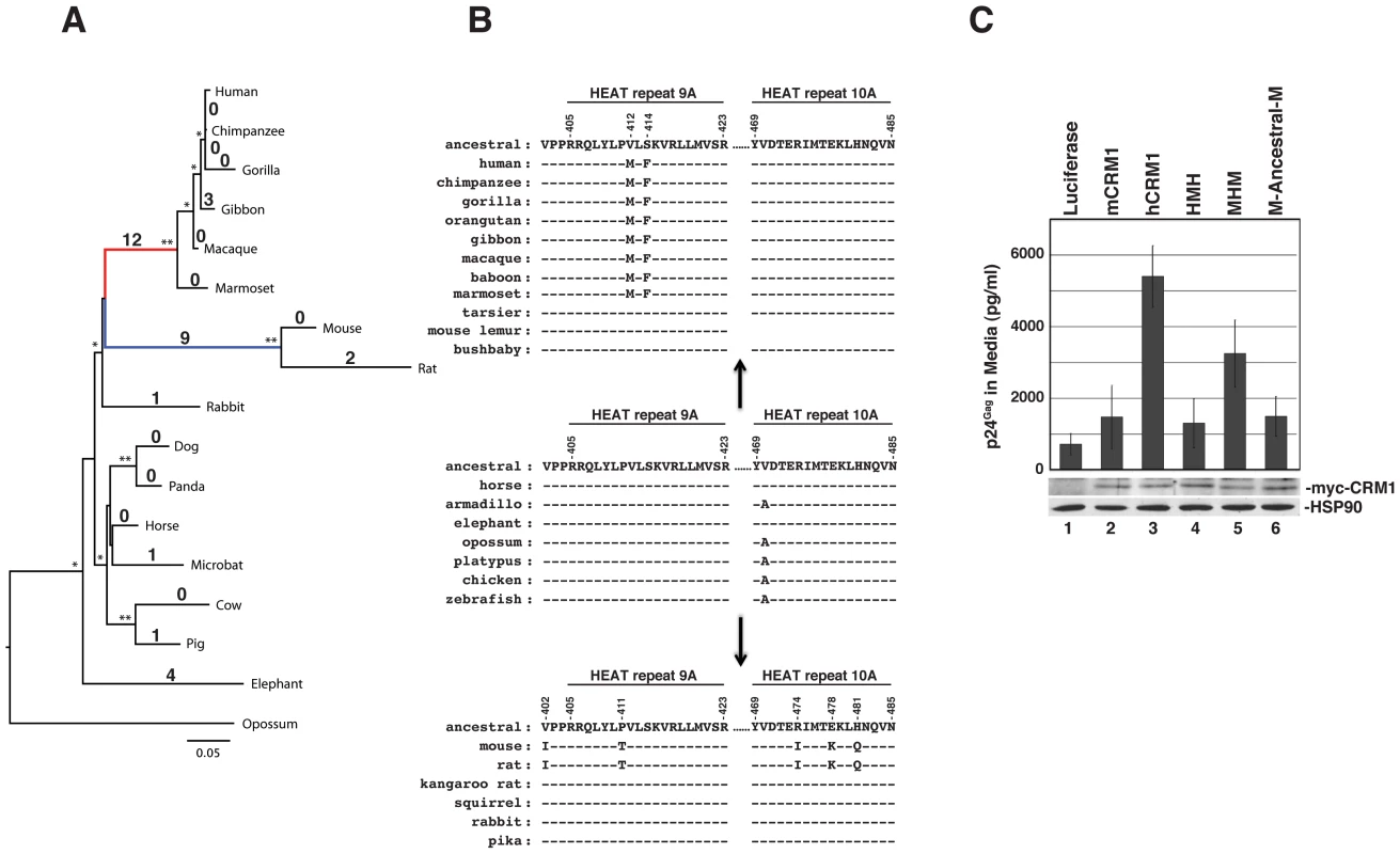 The hCRM1 stimulatory domain may be a specific adaptation of higher primates.