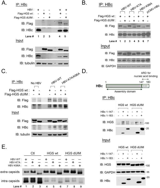 ESCRT-0 protein HGS associated with HBV core protein through an ubiquitin-independent recognition.