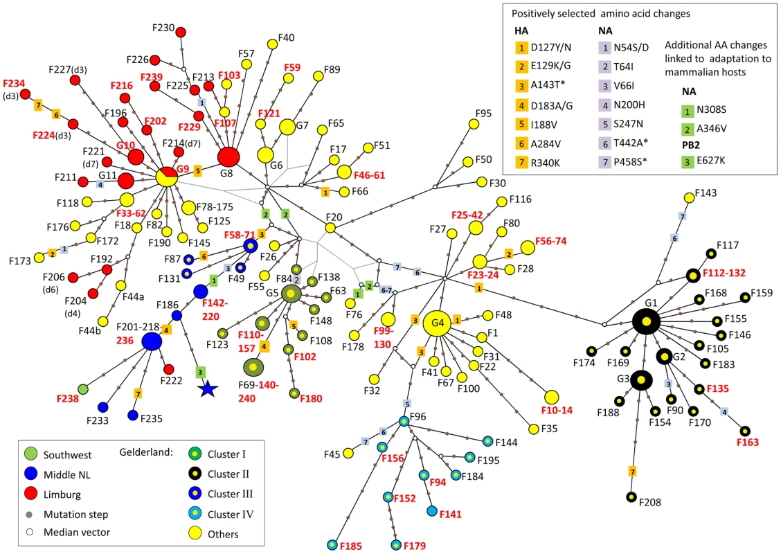 Median-joining phylogenetic network of H7N7 viruses.