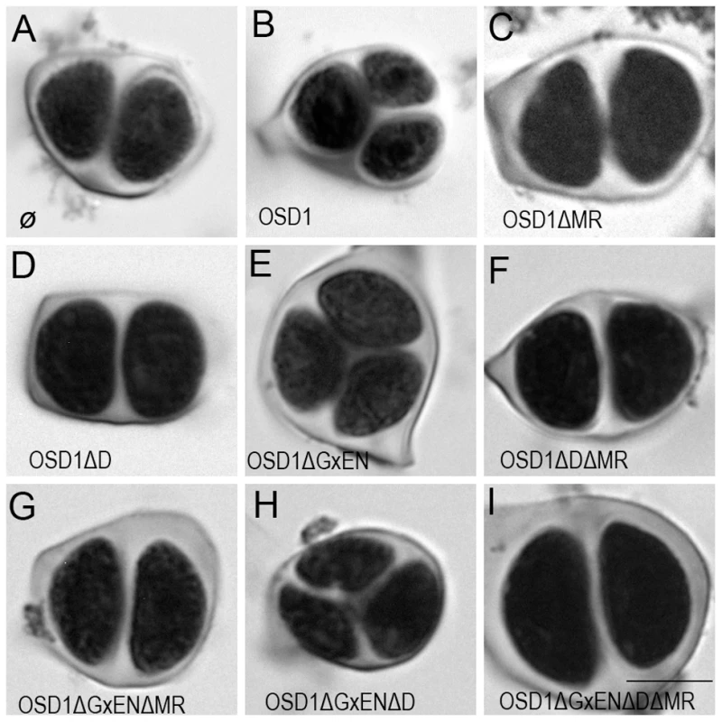 Complementation test of <i>osd1-3</i> by wild-type and mutated versions of OSD1.