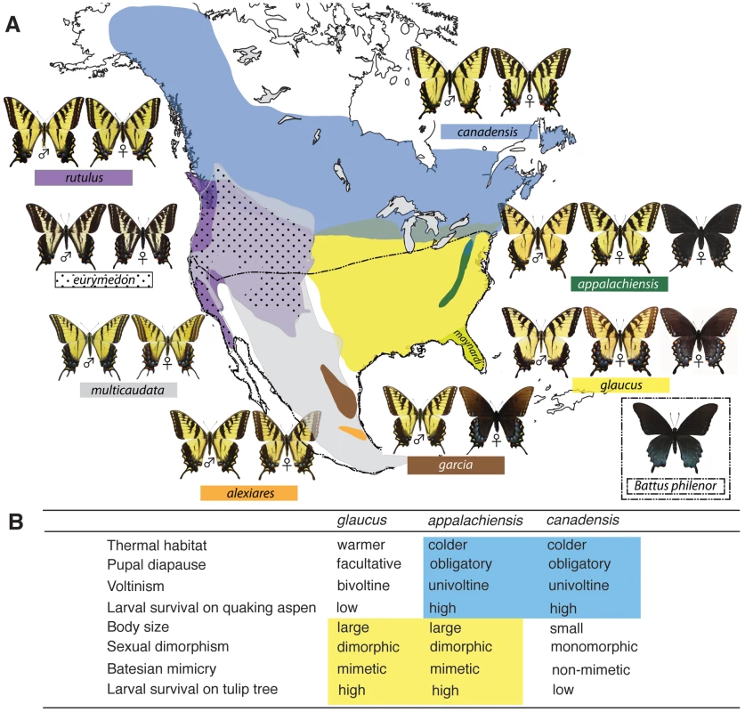 The distributional ranges and hybrid zones of tiger swallowtails, and the hybrid phenotype of <i>Papilio appalachiensis</i>.