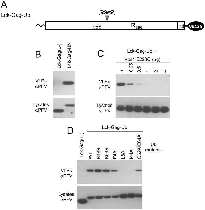 Direct fusion of ubiquitin to Lck-Gag stimulates L-domain-dependent and -independent budding.