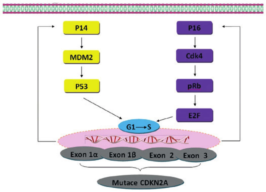 Hereditární mutace v genu CDKN2A. Tyto hereditární mutace mohou mít za důsledek poškození dvou proteinů (p16/INK4a a p14/ARF). Mutace v genu p16/INK4a vede k inaktivaci kaskády pRb. Inaktivace p14/ARF vede k porušení kaskády p53. Mutace genu CDKN2A může tedy vést k rozvoji nádorového růstu (narušení kontrolních mechanizmů přechodu buňky z G1 do S fáze).