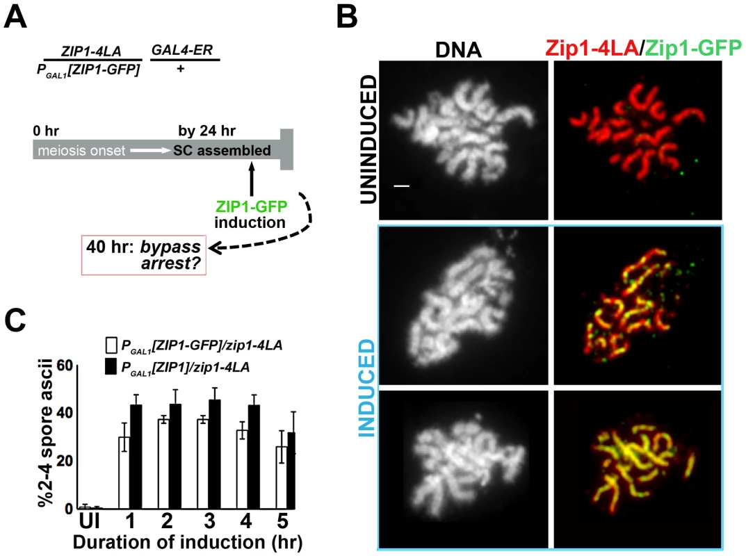 Post-synapsis incorporation of Zip1 or Zip1-GFP suppresses sporulation arrest triggered by SC built with Zip1-4LA.