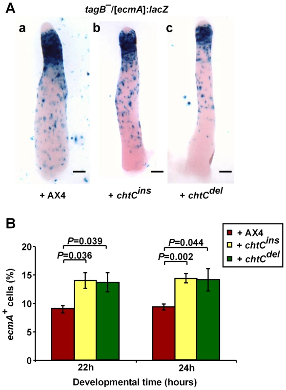 The <i>tagB<sup>–</sup></i> mutant behaves like AX4 in chimerae with the <i>chtC</i> mutants.