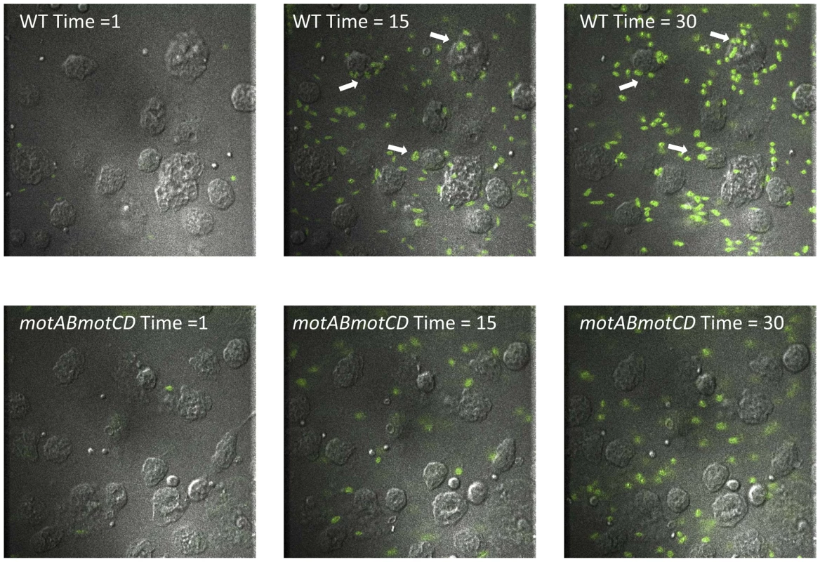 Live imaging of murine peritoneal macrophage interactions with PA14 WT or <i>motABmotCD</i> bacteria <i>in vitro</i>.