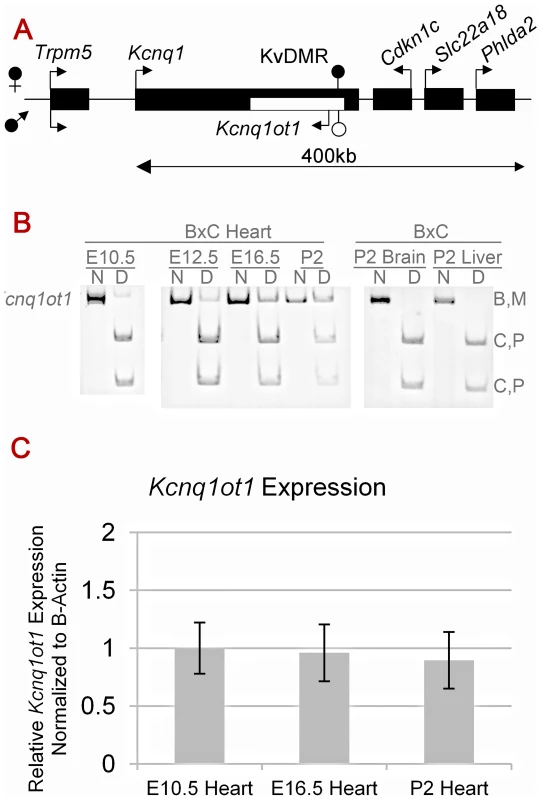 Cardiac expression profile of <i>Kcnq1ot1</i>.