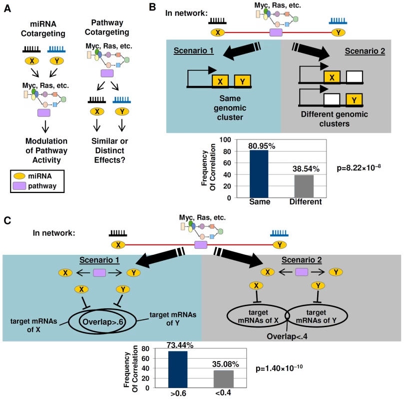 Cotargeting of miRNAs by oncogenic signaling pathways.