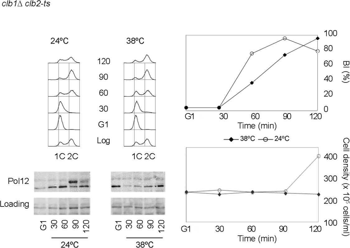 Pol12 is a <i>bona fide</i> specific M-CDK substrate that can be used to monitor M-CDK activity <i>in vivo</i>.