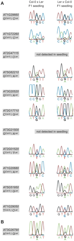 Allele-specific expression analysis of confirmed MEGs and the PEG in hybrid F1 seedlings.