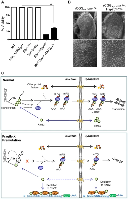 Fragile X premutation rCGG repeats display genetic interaction with the nuclear export factor, small bristles, and the expression of molecular chaperone <i>Hsp70</i> suppresses rCGG repeat-mediated neurodegeneration <i>in vivo</i>.