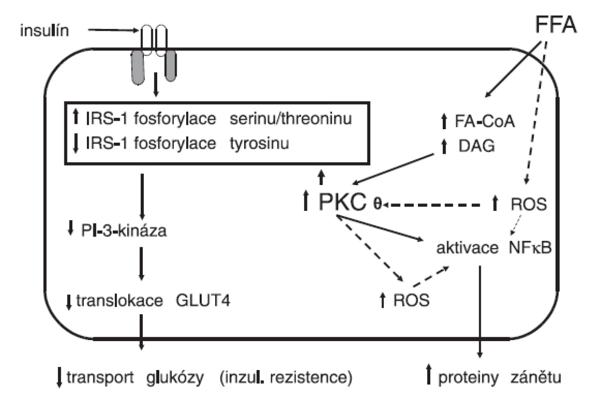 Vliv volných mastných kyselin na vývoj inzulínové rezistence a současně na aktivaci zánětlivé reakce a oxidačního stresu v cílové buňce pro působení inzulínu (upraveno podle Boden &amp; Laakso, Diabetes Care 2004; 27: 2253–2259)