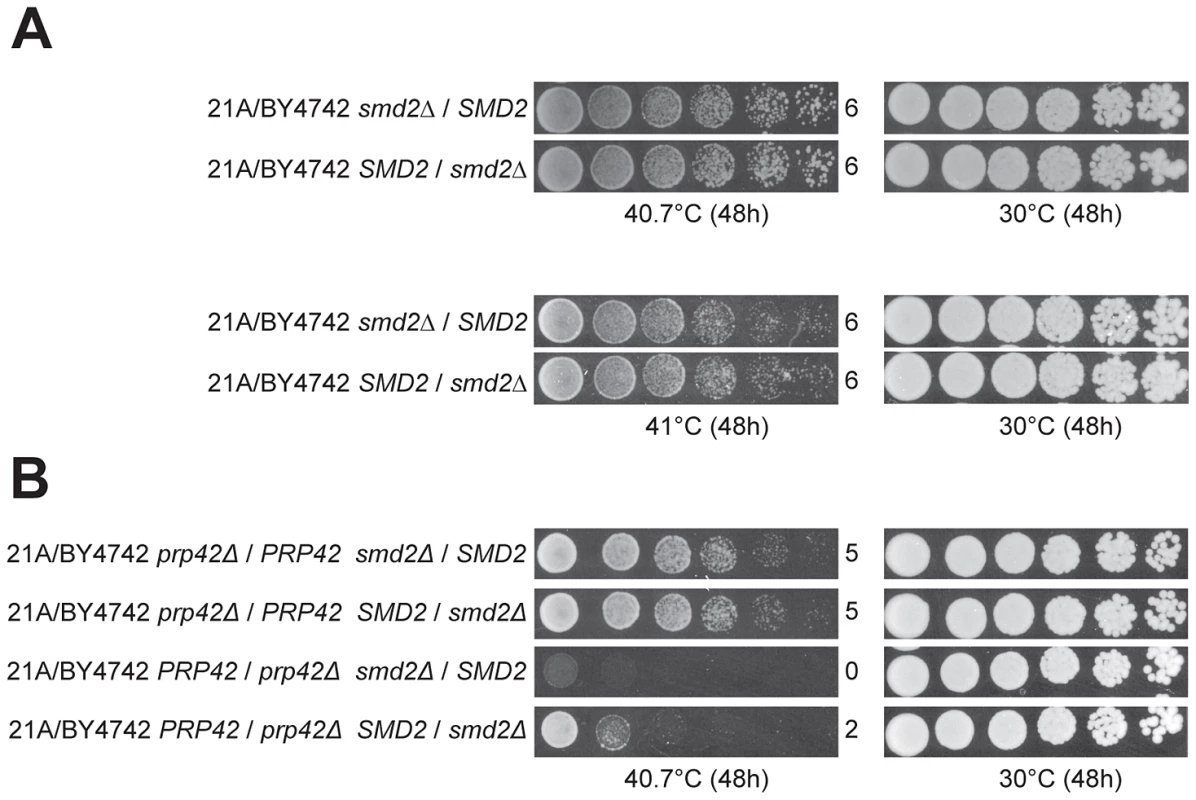 Detection of an allele-specific interaction between <i>PRP42</i> and <i>SMD2</i>.