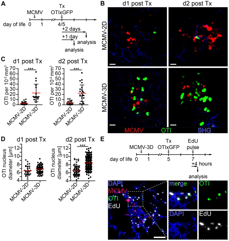 Early activation and proliferation of naïve OTI T cells in nodular inflammatory foci of the neonatal lung.