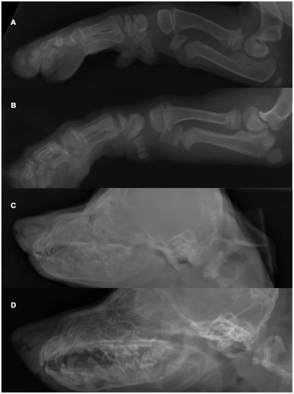 Radiographs of an OI affected and a control Dachshund demonstrating generalized osteopenia in canine OI.
