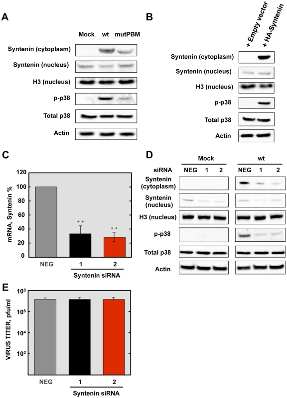 Role of syntenin in the E protein PBM-dependent p38 MAPK activation.