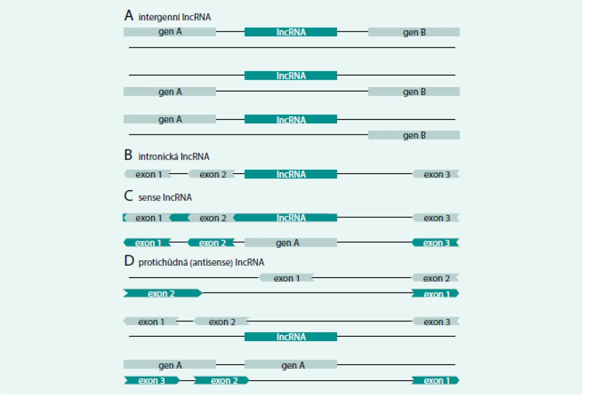 Třídy dlouhých nekódujících RNA. Upraveno podle [5]
V současnosti rozlišujeme 4 hlavní třídy dlouhých nekódujících RNA (lncRNA). (A) Intergenní lncRNA (lincRNA) nacházející se mezi známými protein kódujícími geny, (B) intronické lncRNA nacházející se v intronech již známých protein kódujících genů a dále (C) sense a (D) antisense lncRNA vznikající jako součást delšího mRNA transkriptu (C) nebo z jeho protichůdného vlákna (D). Tmavá barva znázorňuje vznikající lncRNA, světlá barva znázorňuje protein kódující gen.