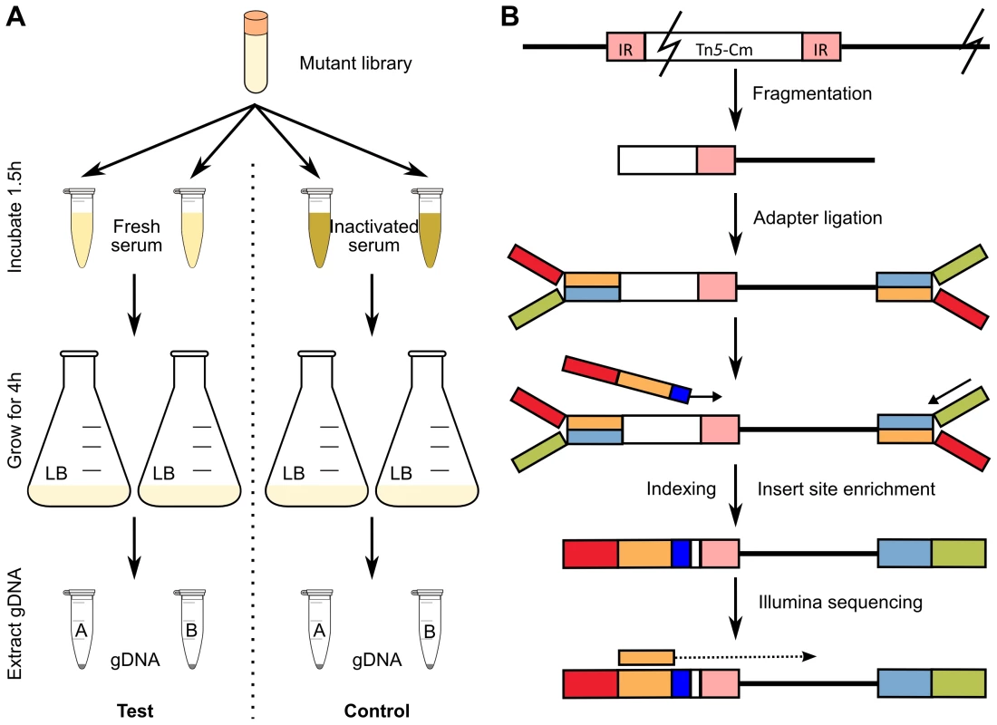 Experimental design to identify serum resistance genes in EC958.