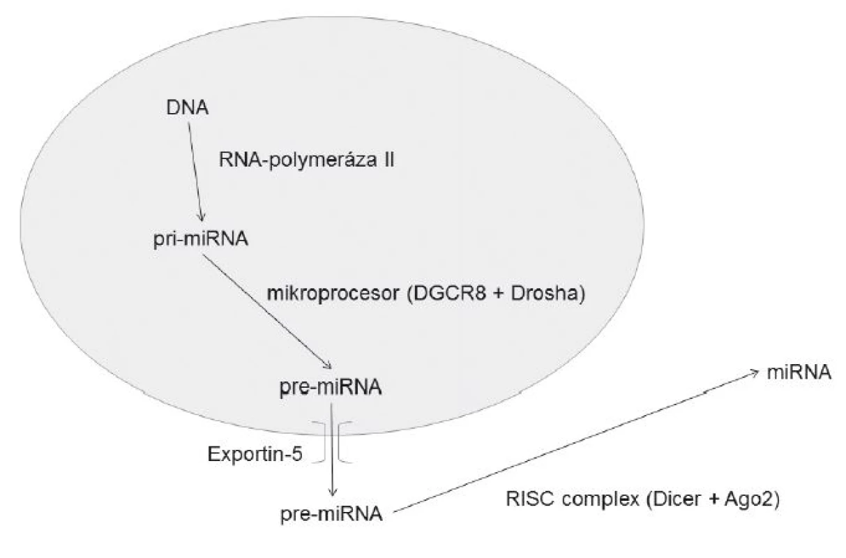 Mechanismus vzniku miRNA
DGCR8 – DiGeorge Syndrome Critical Region 8
RISC – RNA-induced silencing complex
