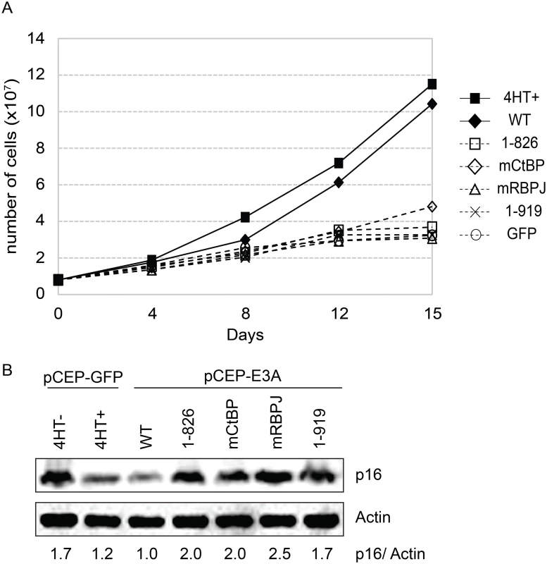 EBNA3A1-919, which associates with CtBP1 but not WDR48, is impaired for LCL growth maintenance.