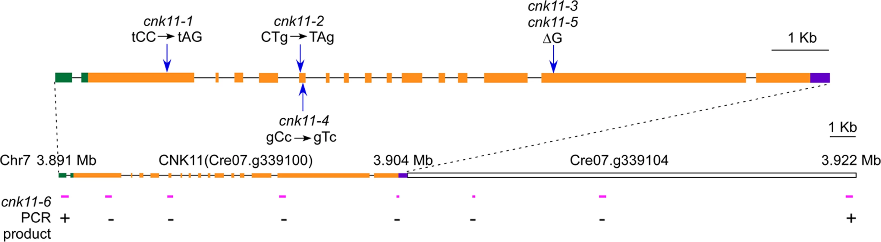 Gene structure of <i>CNK11</i> and its position on chromosome 7.