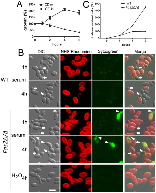 Serum incubation results in dysfunction in bud formation in <i>Fas2Δ/Δ</i> yeast cells.