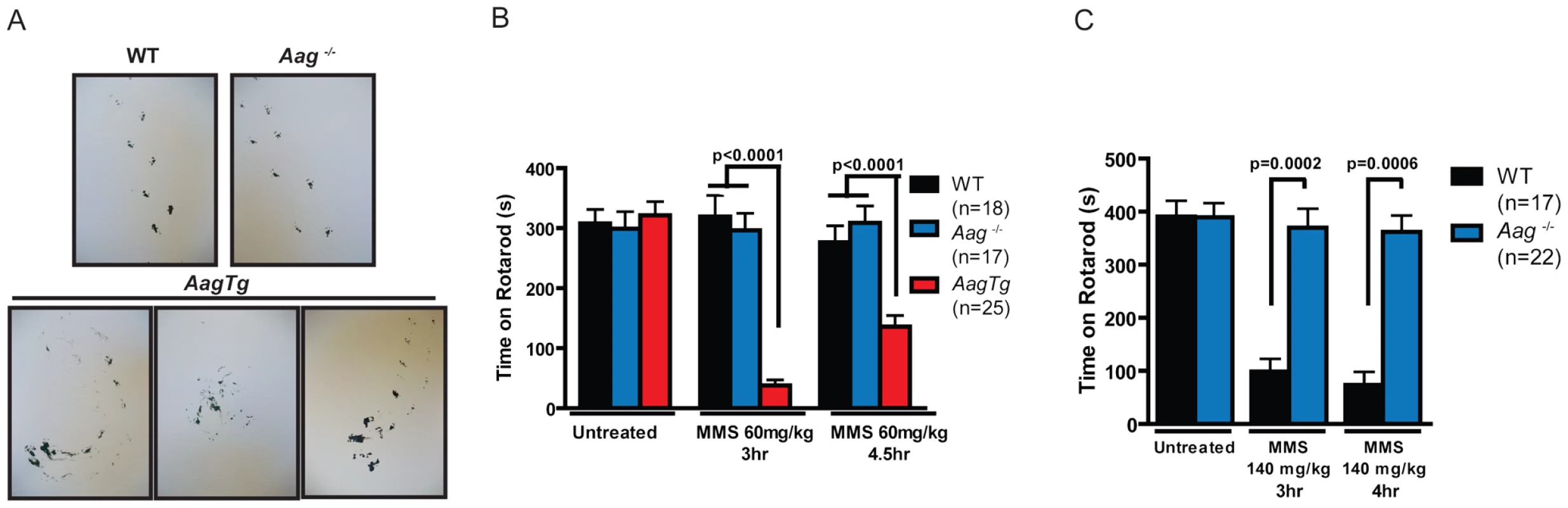 MMS induces an Aag-dependent decrease in motor function.