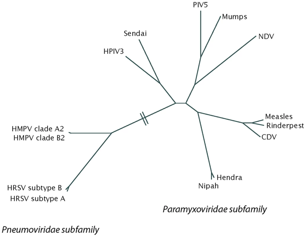 A phylogenetic tree of the paramyxovirus family, built using fusion protein sequence comparison.