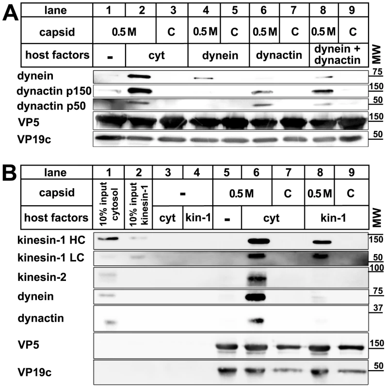 Dynein, dynactin, and kinesin-1 bind directly to tegumented HSV1 capsids.