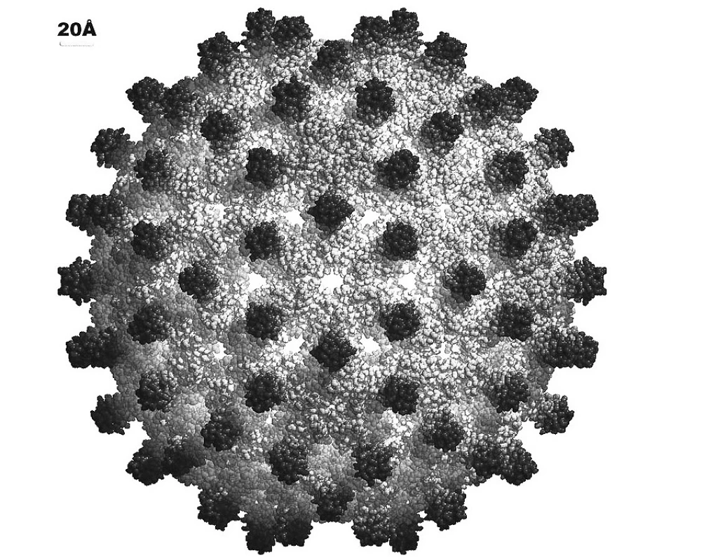 Virus hepatitidy B.