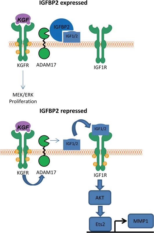 Proposed mechanism of IGFBP2 function.