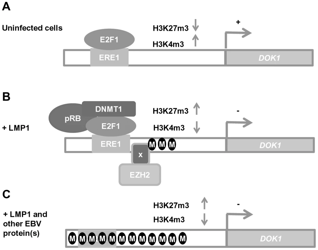 Schematic model of <i>DOK1</i> gene regulation in EBV-infected cells.