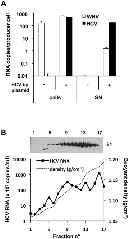 HCV RNA is preferentially associated with in HCV bicistronic particles released by BHK-WNV cells.