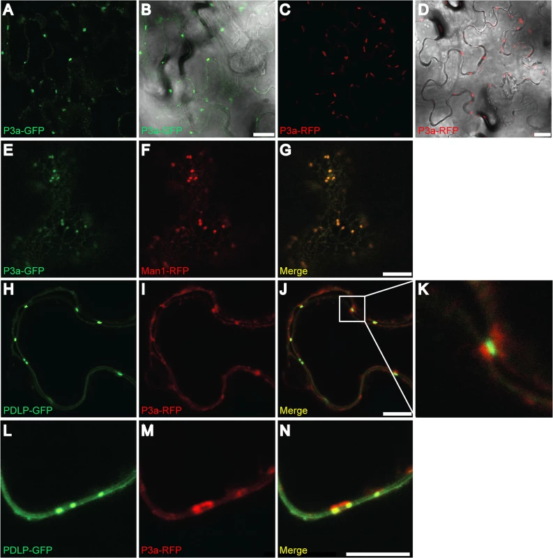 Subcellular localization of P3a.