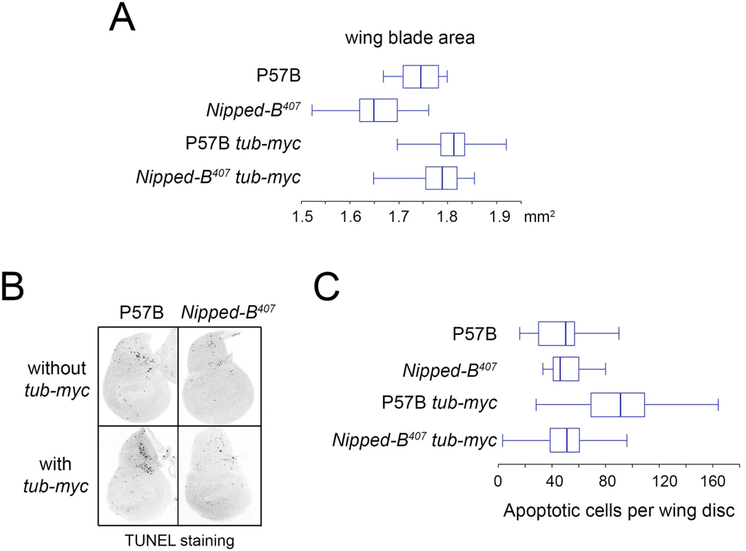 Additional <i>myc</i> (<i>dm</i>) expression rescues adult wing size of <i>Nipped-B</i><sup><i>407</i></sup> heterozygous mutants and increases apoptosis in wild-type 3<sup>rd</sup> instar wing imaginal discs.
