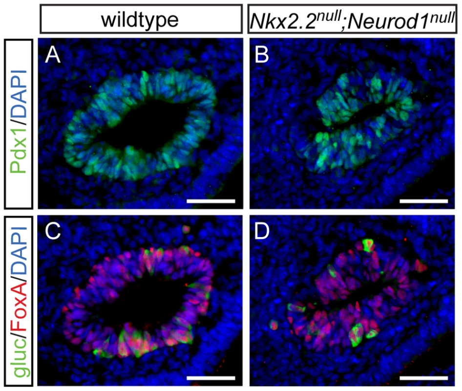 Alpha cells are present in the early pancreatic domain of the <i>Nkx2.2<sup>null</sup>;Neurod1<sup>null</sup></i> double-knockout mouse.