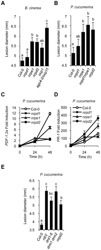 Comparative immune responses of RdDM mutants to inoculation with <i>B. cinerea</i> and <i>P. cucumerina</i>.