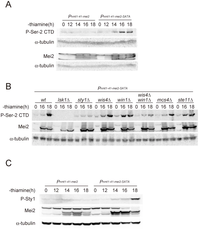 The activation of Mei2 leads to elevated CTD Ser-2 phosphorylation.