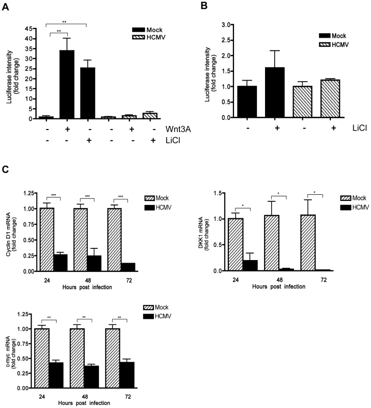 Inhibition of β-catenin transcriptional activity by HCMV.