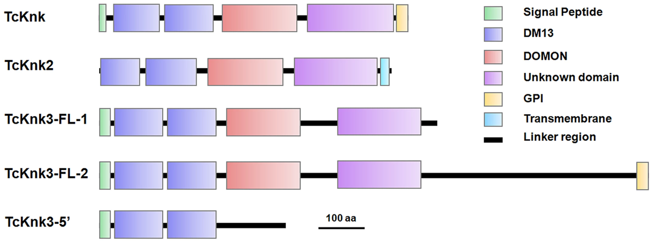 Domain architecture of putative TcKnk-family proteins from <i>Tribolium castaneum</i>.