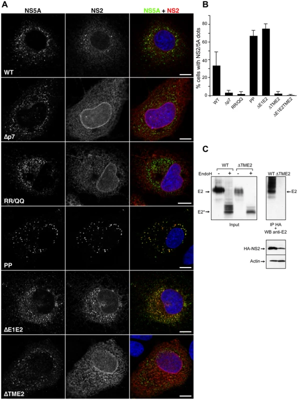Subcellular localization of NS2 in assembly deficient mutants in the structural region.
