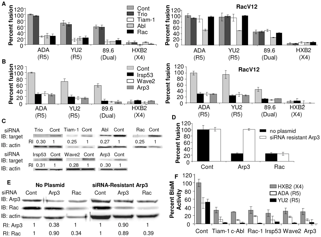 Down regulation of Wave2 signaling complex with siRNA reduces HIV-1 Env-mediated cell-cell fusion and virus-cell fusion.