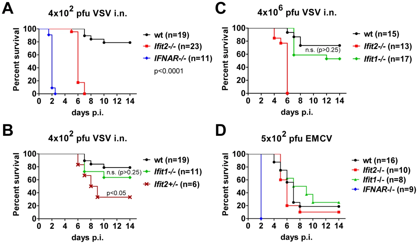<i>Ifit2</i> protects mice from lethal intranasal VSV infection.