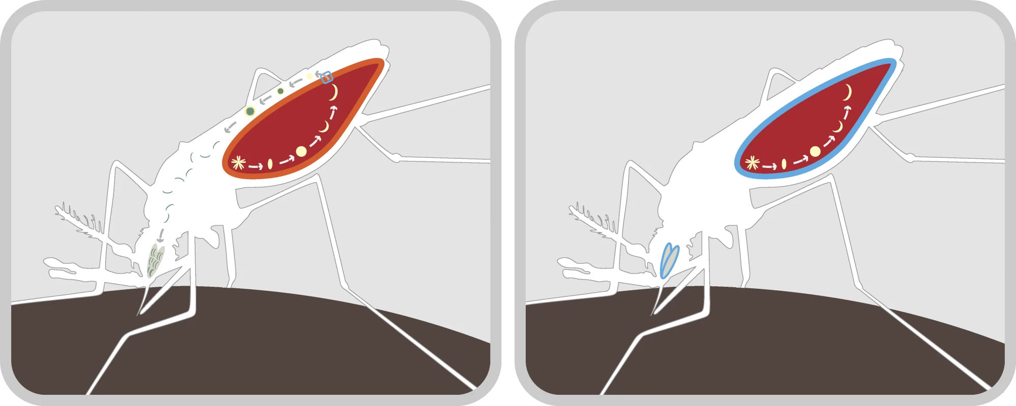Mechanism for Blocking Malaria Transmission in the Mosquito