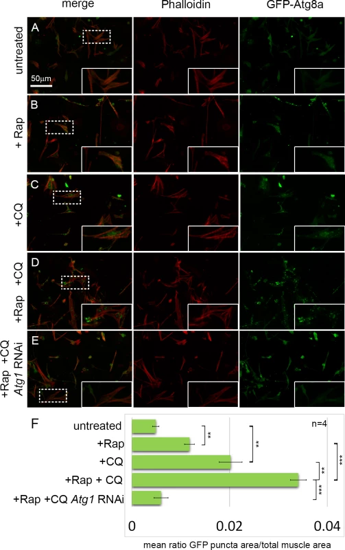 An assay for monitoring autophagy levels in primary cultured muscles.